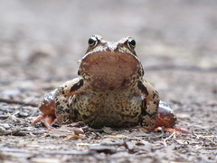 Rana temporaria