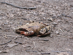 Rana temporaria