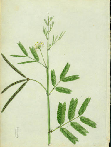 Desmanthus virgatus
