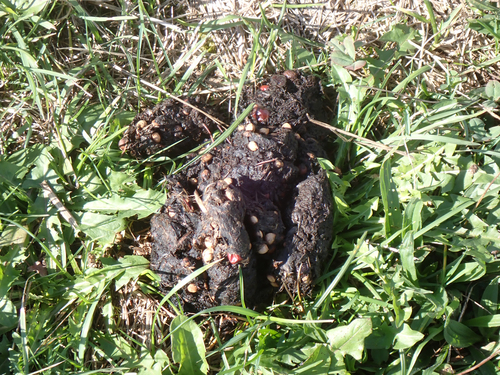 Black Bear sighting near ƛ̓éxətəm Colony Farm Regional Park