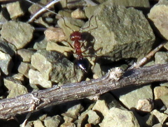 Crematogaster melanogaster