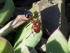 Crematogaster melanogaster