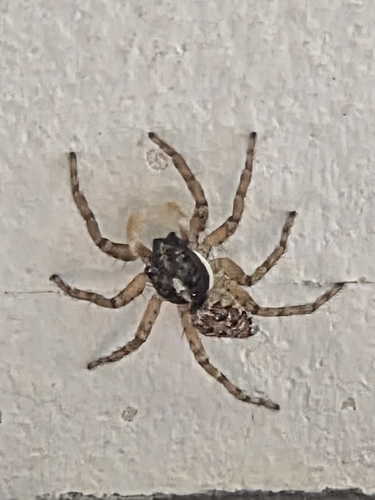 Half-edged Wall Jumping Spider