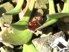 Crematogaster melanogaster