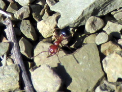 Crematogaster melanogaster