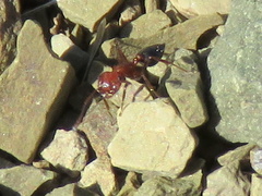 Crematogaster melanogaster