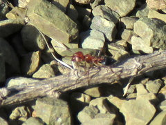 Crematogaster melanogaster