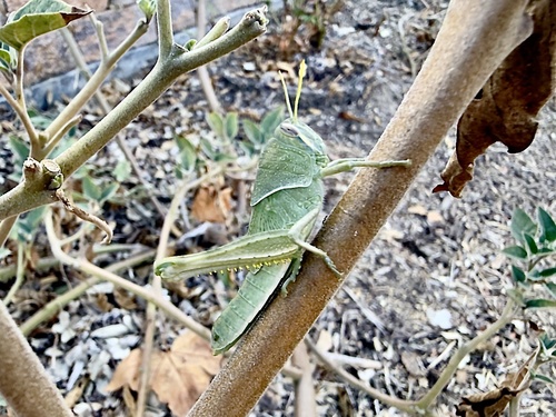 Gray Bird Grasshopper