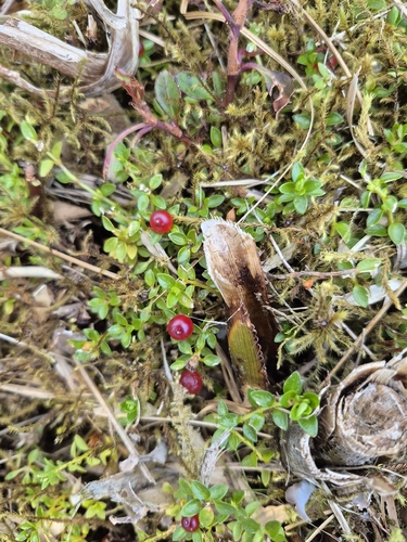Nertera granadensis observed 2026-09-29
