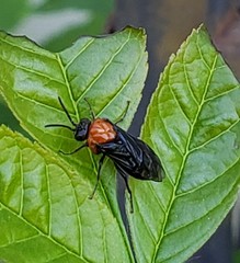 Tethida barda