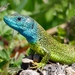 Green Lizard - Photo (c) peterstoeckl, some rights reserved (CC BY-NC)