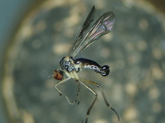 Oropezella sphenoptera
