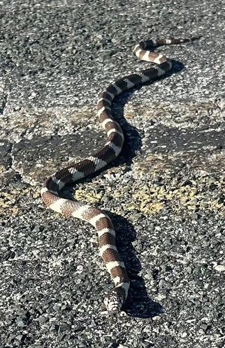 California King Snake