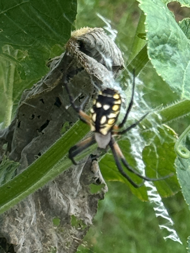 Yellow Garden Spider