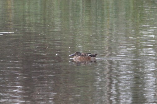 Northern Shoveler