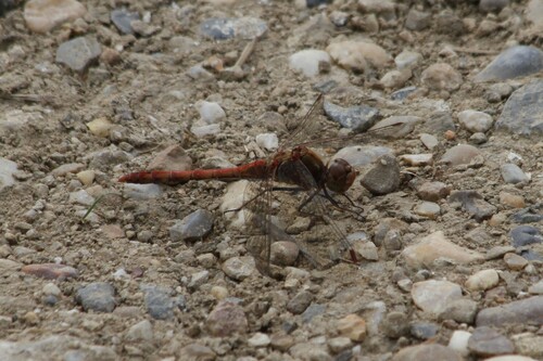 Common Darter