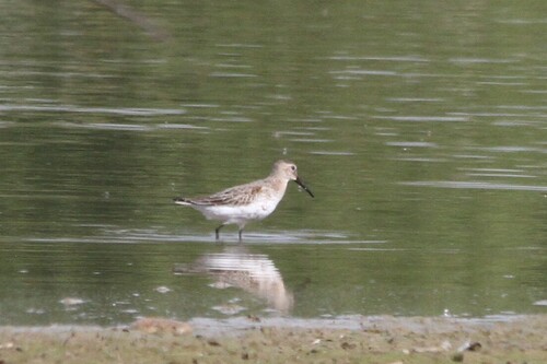 Dunlin