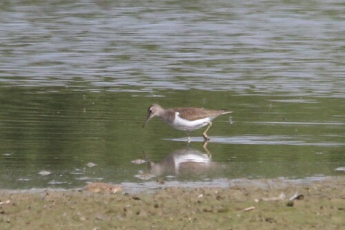 Common Sandpiper