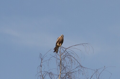 Red Kite