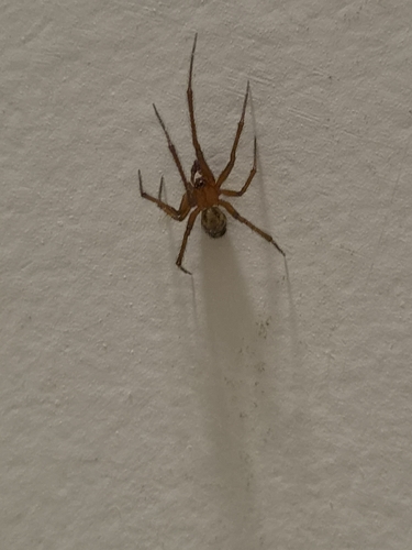 Red House Spider