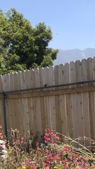 Thryomanes bewickii