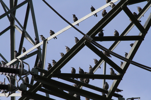 European Starling