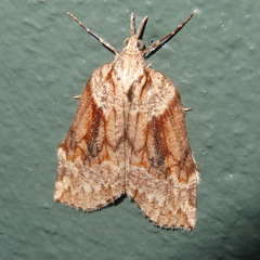 Neoteristis paraphanes