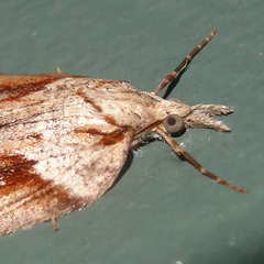 Neoteristis paraphanes