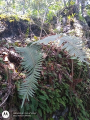 Blechnum parrisiae