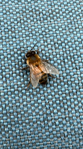 Western Honey Bee