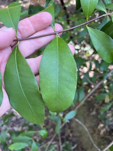 Melodinus australis observed 2026-10-01