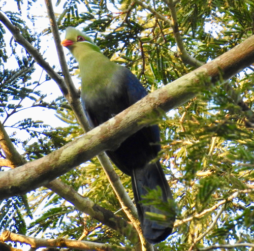 iNaturalist image
