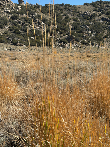 Leymus cinereus observed 2026-09-30