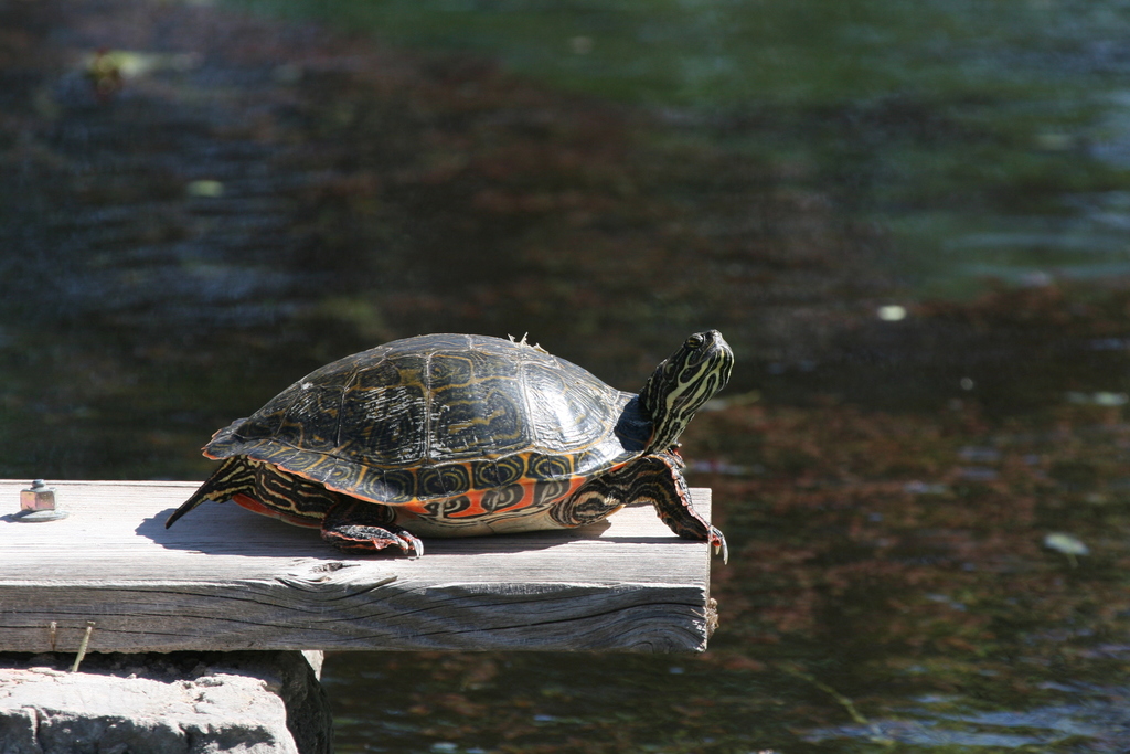 Rio Grande Cooter
