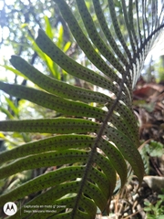 Blechnum parrisiae