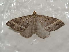 Chrysolarentia subrectaria