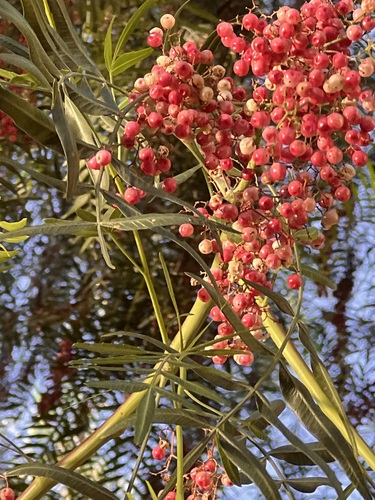Peruvian Pepper Tree
