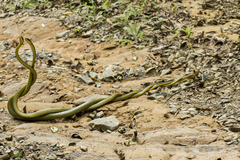 Chironius bicarinatus