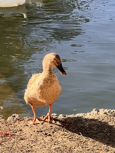 Mallard