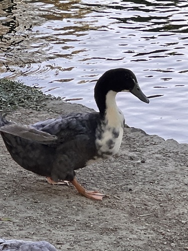 Muscovy Duck