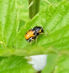 Griburius scutellaris