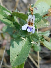 Duosperma quadrangulare image