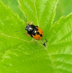 Griburius scutellaris