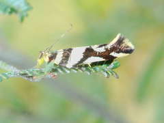 Macrobathra desmotoma