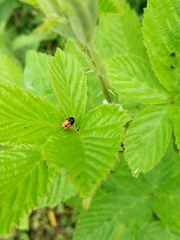 Griburius scutellaris