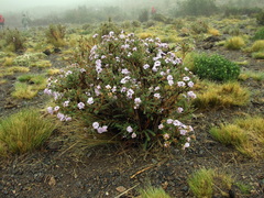Mulguraea asparagoides