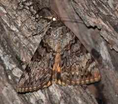 Catocala desdemona