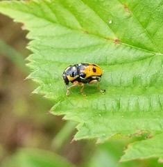 Griburius scutellaris