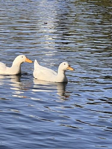 Domestic Mallard