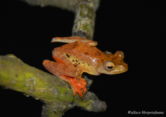 Rhacophorus pardalis